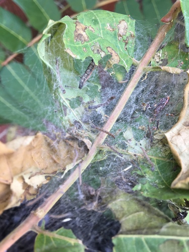 Ailanthus Webworm Moth