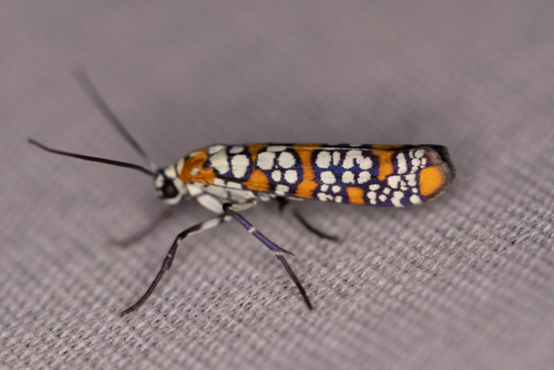 Ailanthus Webworm Moth