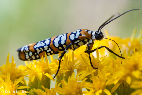 Ailanthus Webworm Moth