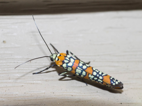 Ailanthus Webworm Moth