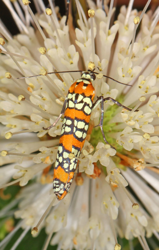 Ailanthus Webworm Moth