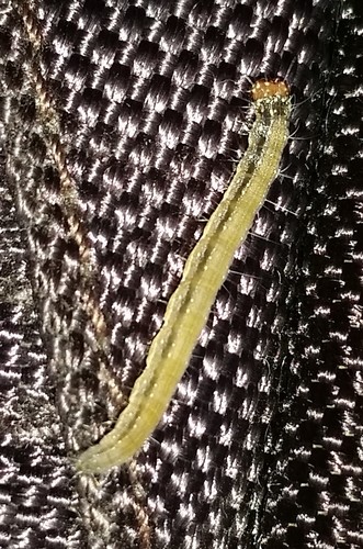 Ailanthus Webworm Moth