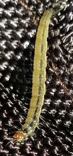 Ailanthus Webworm Moth