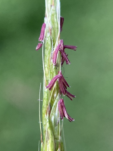 Japanese stiltgrass