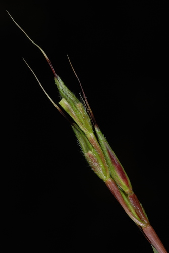 Japanese stiltgrass