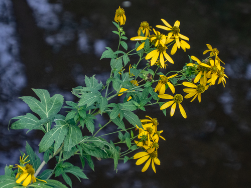 cutleaf coneflower