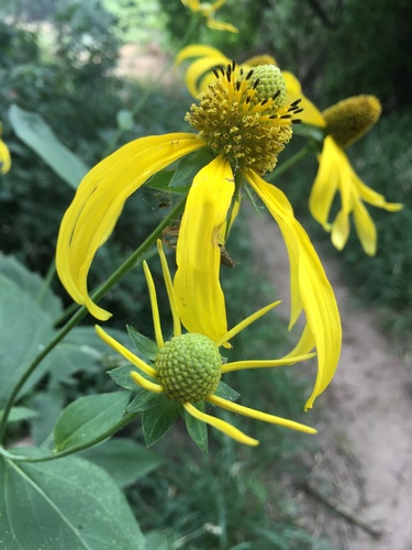 cutleaf coneflower