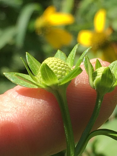 cutleaf coneflower