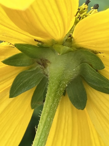 cutleaf coneflower
