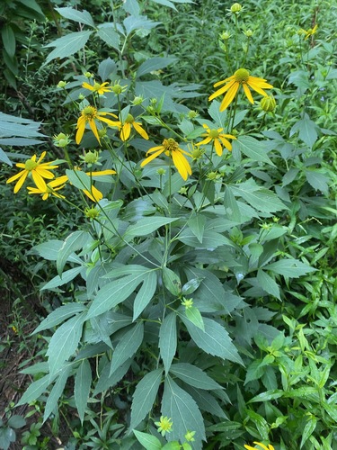 cutleaf coneflower