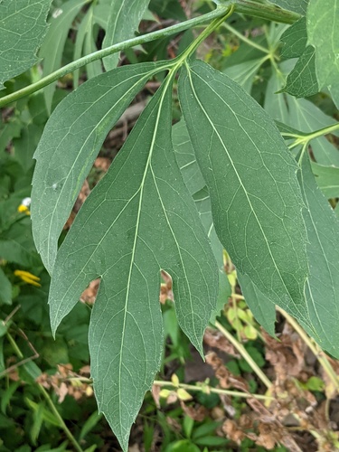 cutleaf coneflower