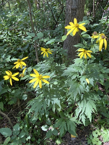 cutleaf coneflower