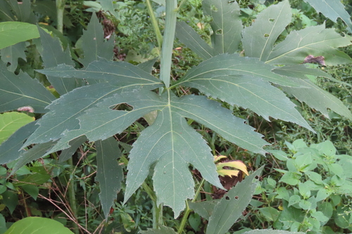 cutleaf coneflower