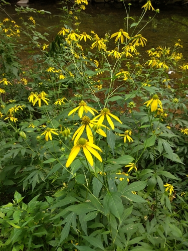cutleaf coneflower