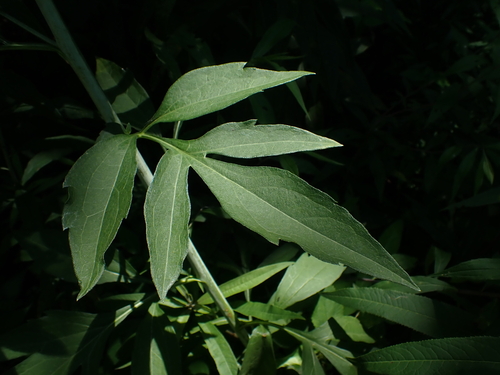 cutleaf coneflower