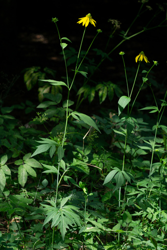 cutleaf coneflower
