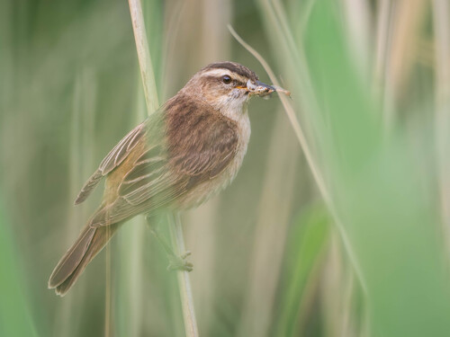 Sedge Warbler