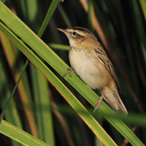 Sedge Warbler