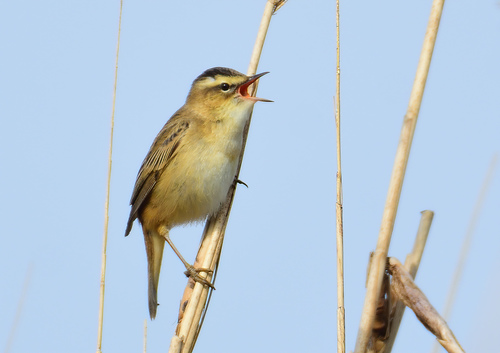 Sedge Warbler