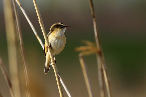 Sedge Warbler