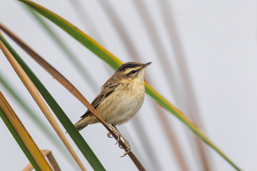 Sedge Warbler