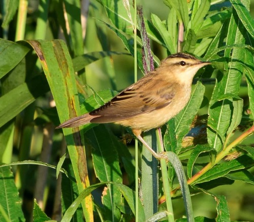 Sedge Warbler