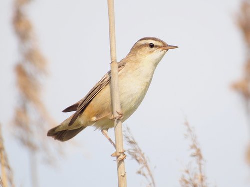 Sedge Warbler