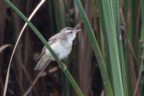 Sedge Warbler