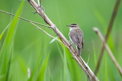 Sedge Warbler