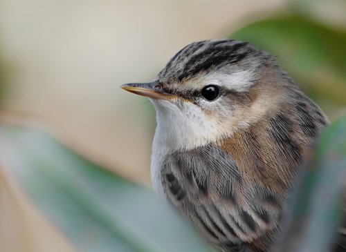 Sedge Warbler