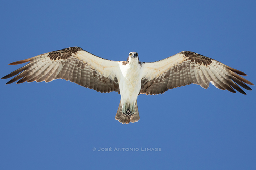 Osprey