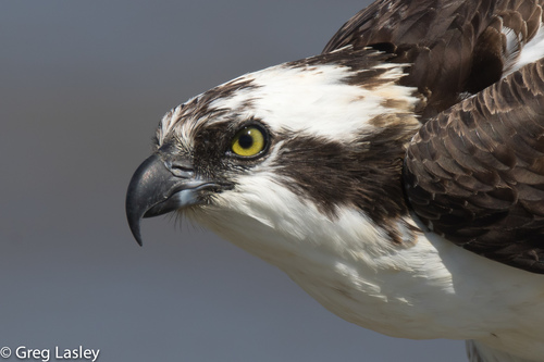 Osprey
