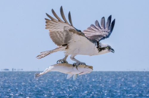 Osprey