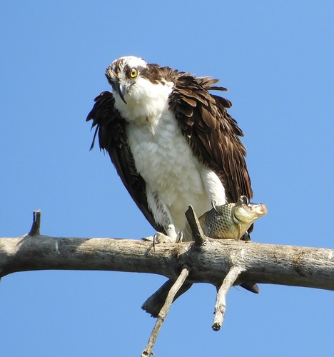 Osprey