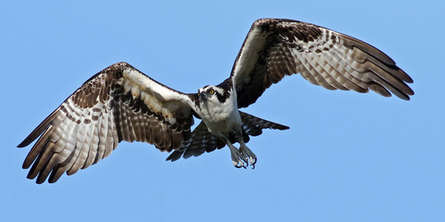 Osprey