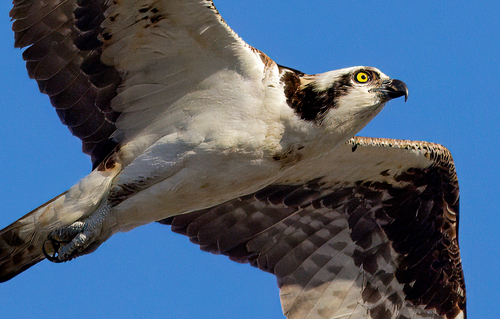 Osprey
