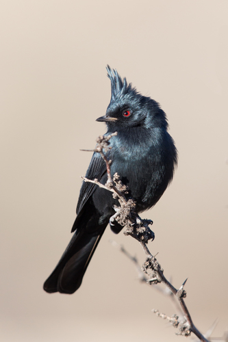 Phainopepla