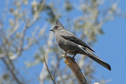 Phainopepla