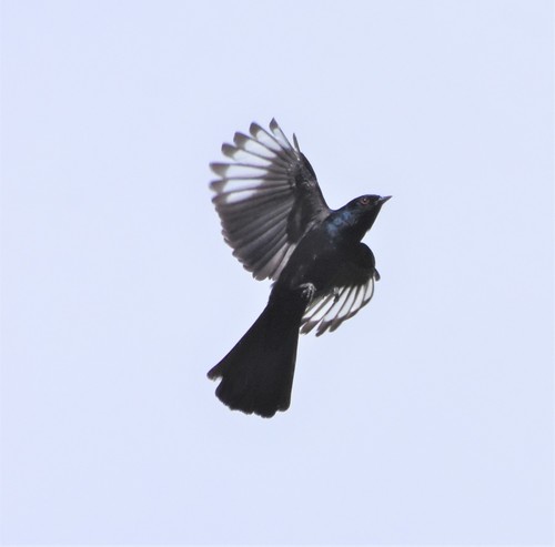 Phainopepla