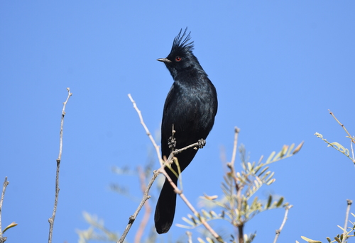 Phainopepla