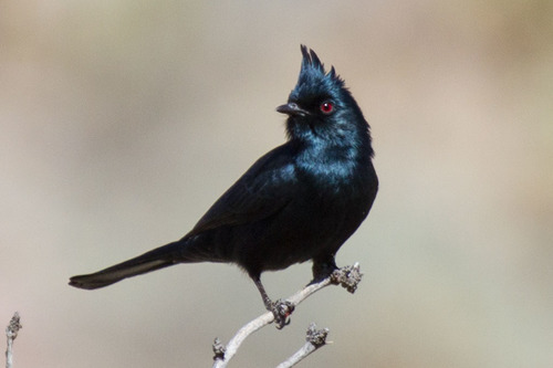 Phainopepla