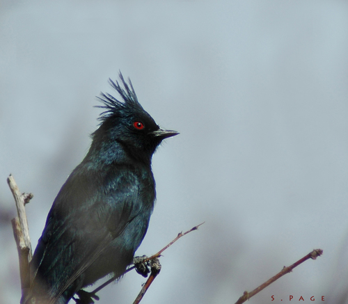 Phainopepla
