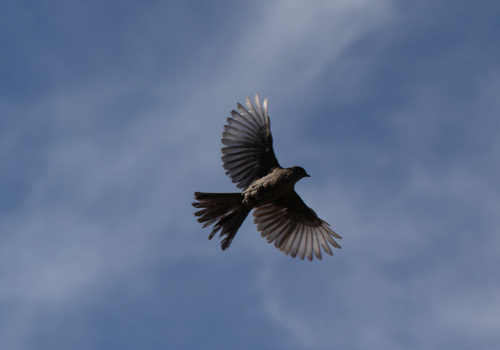 Phainopepla