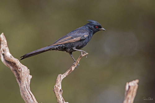 Phainopepla