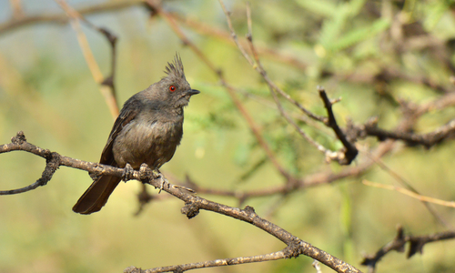 Phainopepla