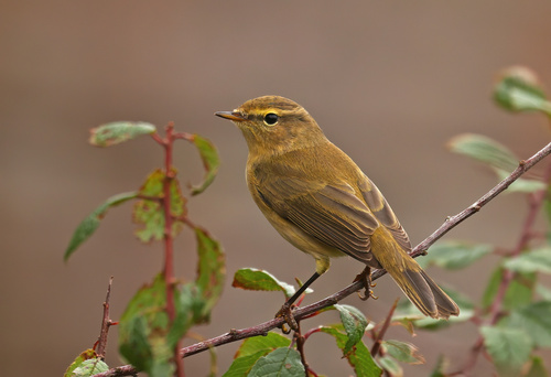 Common Chiffchaff
