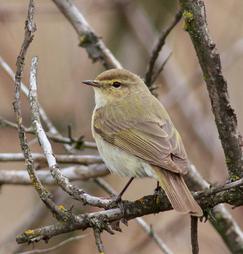Common Chiffchaff