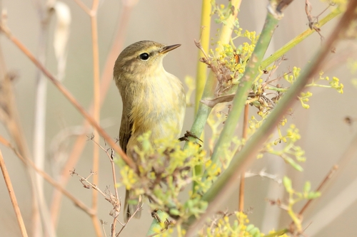 Common Chiffchaff