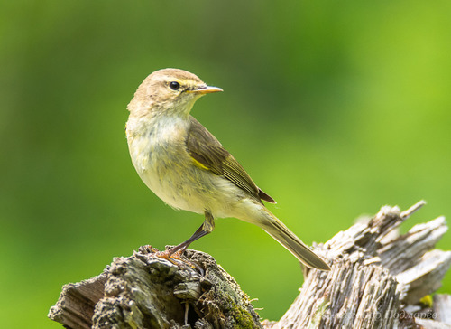 Common Chiffchaff
