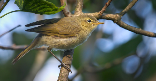 Common Chiffchaff